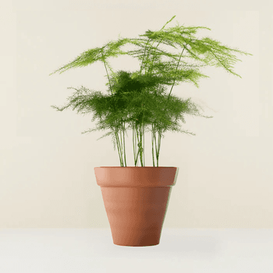 Asparagus Fern