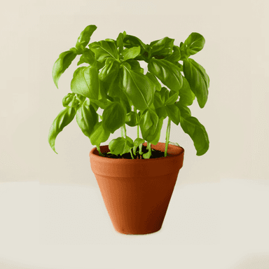 Basil