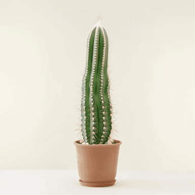 Cactus Euphorbia