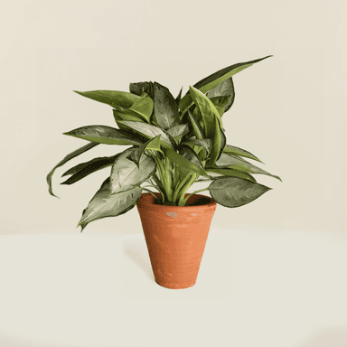 Chinese Evergreen