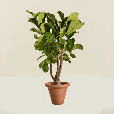 Fiddle Fig