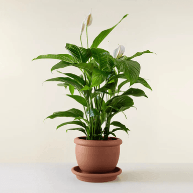 Peace Lily