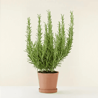 Rosemary